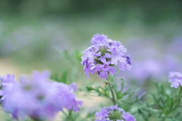 Fototapeta premium Purple garden verbena in summer garden.