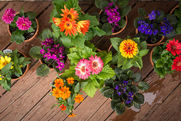 Overhead view of colorful flowers in terracotta pots.