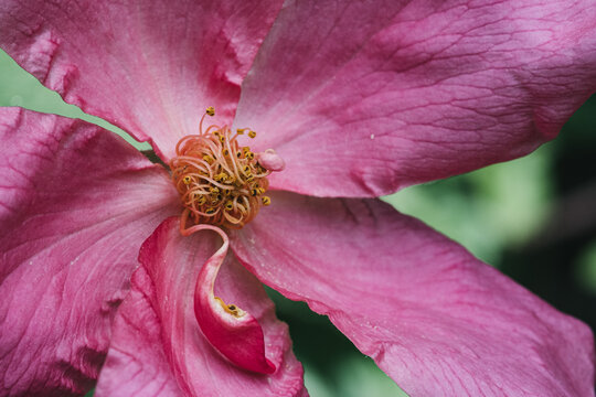 Closeup view of pink clematis flower in garden.