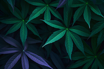 Closeup Nature View of Green Leaf and Cassava Leaves Background. Flat Lay, Dark Nature Concept, Tropical Leaf.