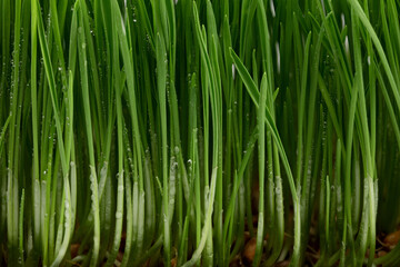 Fototapeta na wymiar Fresh wheat grass sprouted. Germinated grains of wheat. microgreens