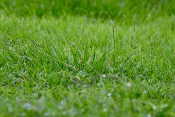 green grass background