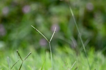 close up of grass
