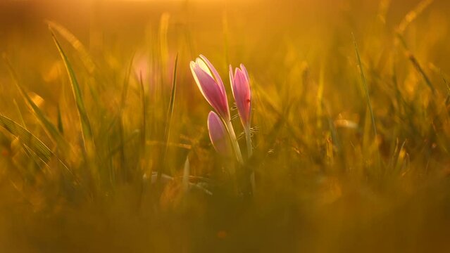 4K close up video with a field covered by a lot of pink autumn crocus flowers in sunset light. Nature flowers filming, beautiful crocus details.