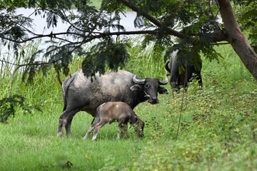 Obraz premium buffalo in the field