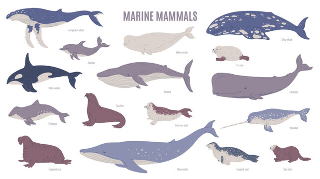 Set of vector illustrations of marine mammals isolated on white background with titles