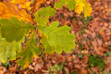Autumn oak leaves in the park. Nature.
