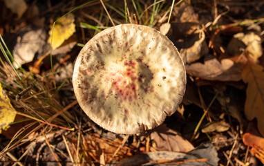 Poisonous mushroom in the ground in the forest in autumn