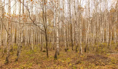 Poster Trunks of young birches in the forest in autumn © schankz