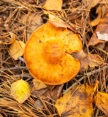 Poisonous mushroom in the ground in the forest in autumn