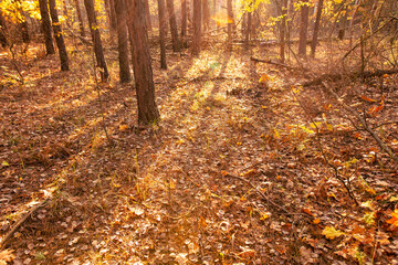 Obraz premium The shadow from the trees on the leaves in the forest in autumn