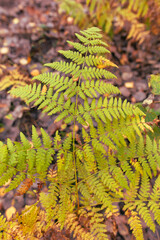 Fern leaves in the autumn forest