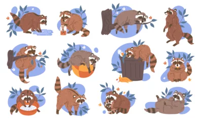 Stickers meubles Zoo Raccoon mammal animals cartoon characters set flat vector illustration isolated.