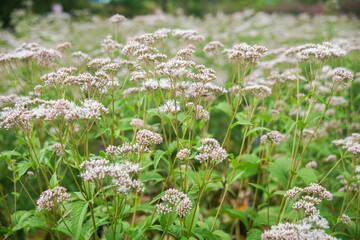 大原野のフジバカマ園