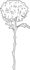 one chrysanthemum sketch in black and white