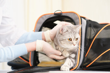 The hands of a vet doctor take a cat from a carrier in a veterinary clinic.