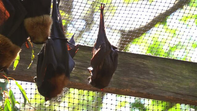 Close up shot of little red flying fox, pteropus scapulatus roosting and hanging upside down, stretching its wings to adjust the posture, redistributing weight and relieving stress to the body.