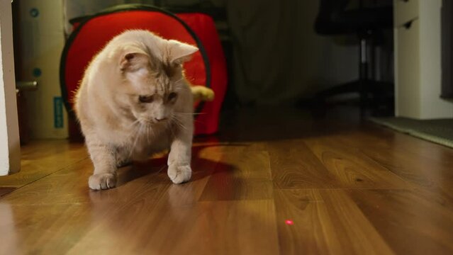 Brown ginger cat emerges from dark room chasing laser pointer in home
