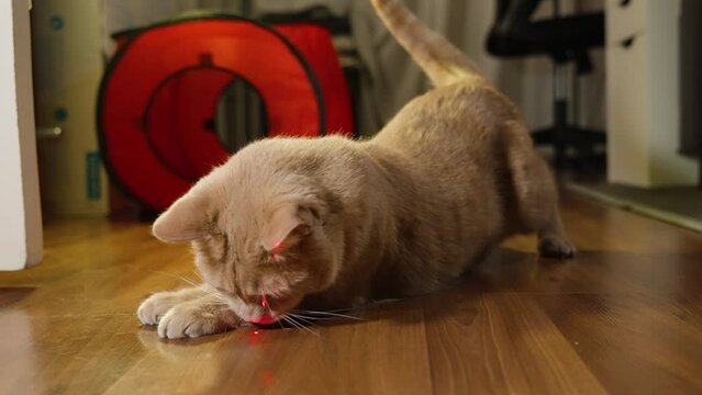 Cat leaps side to side with arched back and raised tail trying to catch laser pointer dot