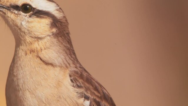 Portrait of a Chalk Browed Mocking Bird it looks around showing its blowing feathers