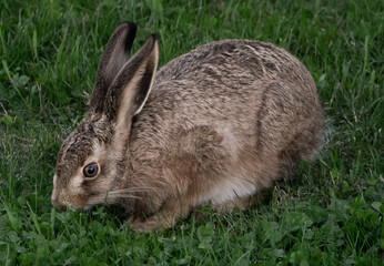 Rabbit - Wildlife