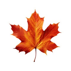 Fototapeta premium maple leaf isolated on white