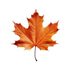 Obraz premium autumn maple leaf