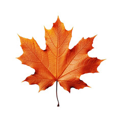 Fototapeta premium maple leaf isolated on white background
