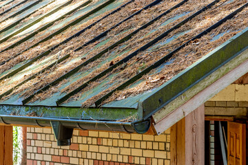 Pine needles on a green metal roof
