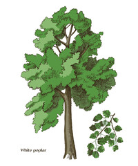 White poplar tree and poplar branch vector