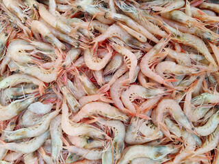 shrimps on the market stall