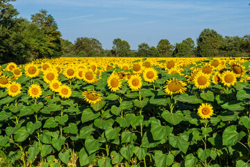 sunflower field, Vals, Midi-Pyrénées, Ariège department, French Republic, Europe