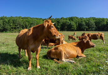 Naklejka na ściany i meble herd of blonde d'aquitaine cows, Ariège Pyrenees regional natural park, Arize massif, French Republic, Europe