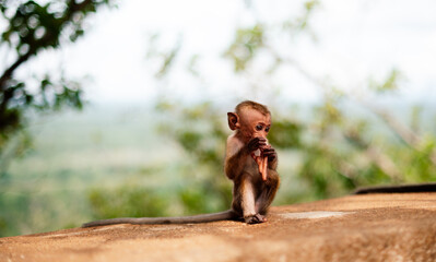 Baby Monkey