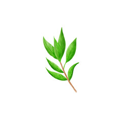 Leaf stem