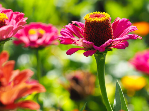 Im Blumenbeet der Zinnien