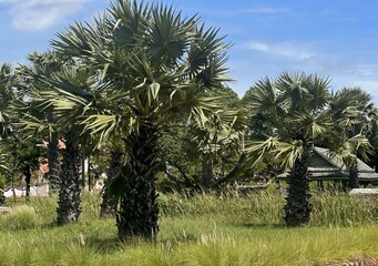 palm trees in a field.