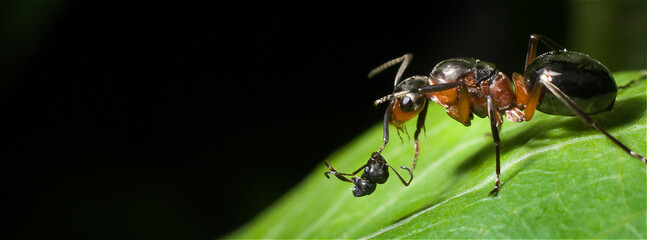 Nur nicht den Kopf verlieren