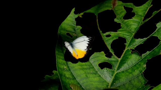 Leaves casting shadows on an Orange Gull Cepora judith, a butterfly that is fluttering its wings on a leaf , with other butterflies flying around it, at Kaeng Krachan National Park in Thailand.
