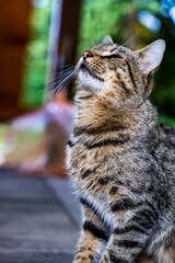 gray cat waiting for food, cat poses green-eyed cat