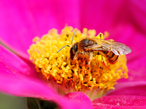 Macro of honey bee (Apis) feeding on red cosmos flower