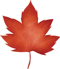 Autumn Maple leaf