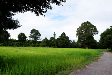 tropical cycling road with the rice field 