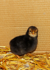 a small black chick on straw in a chicken coop