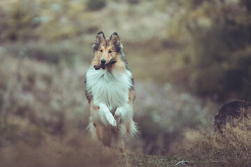 Collie Langhaar Hund springt mit Stock im Maul outdoor im Herbst
