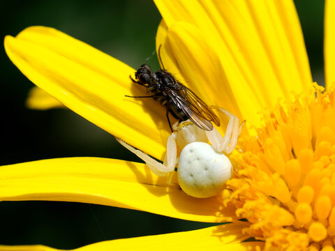 Macro white crab spider catching a fly on yellow daisy