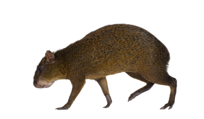 Agouti aka Dasyprocta walking side ways. Looking ahead and away from camera. Isolated cutout on a transparent background.