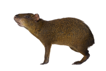 Agouti aka Dasyprocta standing side ways. Looking ahead and away from camera. Nose up smelling. Isolated cutout on a transparent background.