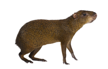Agouti aka Dasyprocta standing side ways. Looking ahead and away from camera with head up. Isolated cutout on a transparent background.