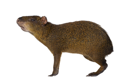 Agouti aka Dasyprocta standing side ways. Looking ahead and away from camera. Nose up smelling. Isolated cutout on a transparent background.